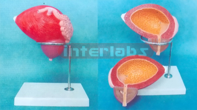 HUMAN BLADDER MODEL